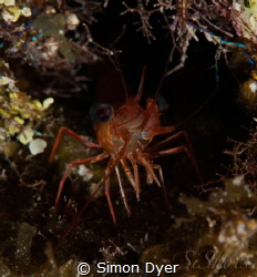 RedEyes can be seen on any night dive getting close to th... by Simon Dyer 